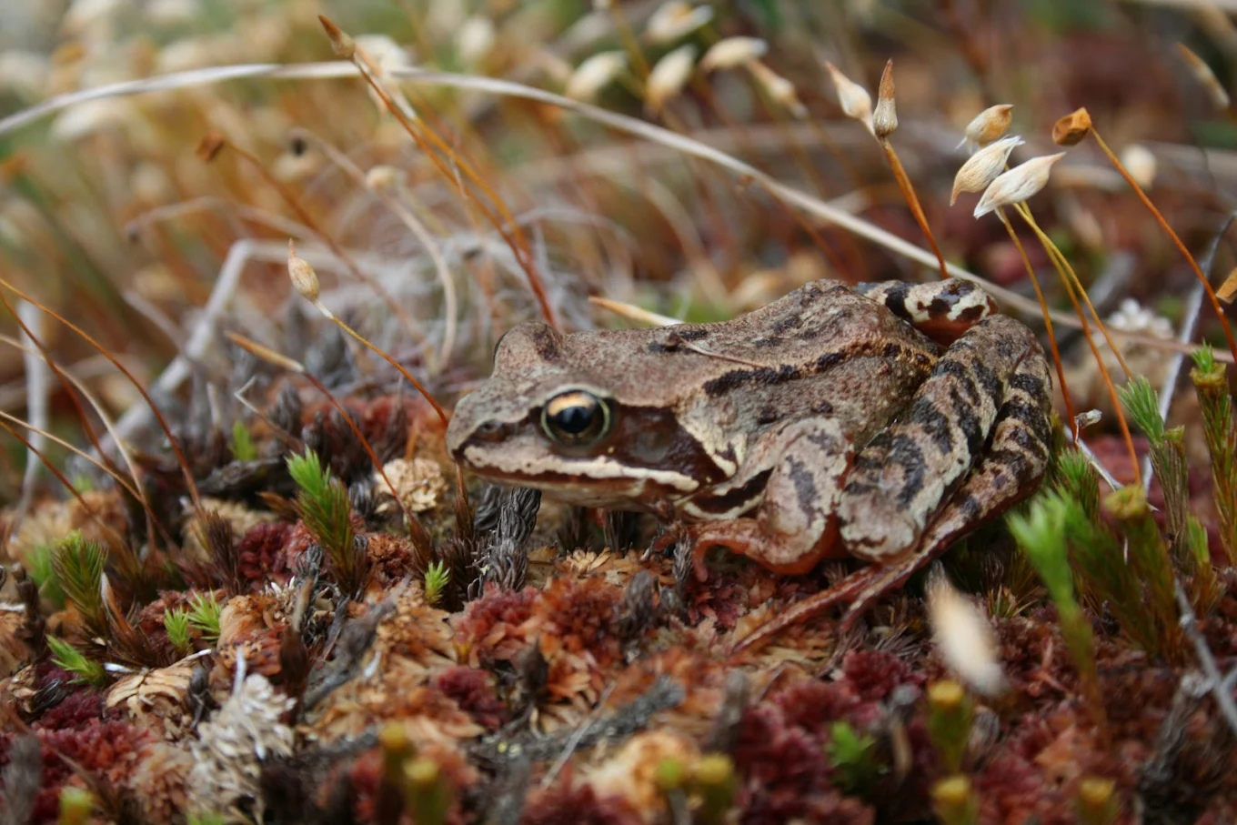 Viitasammakkoselvitys