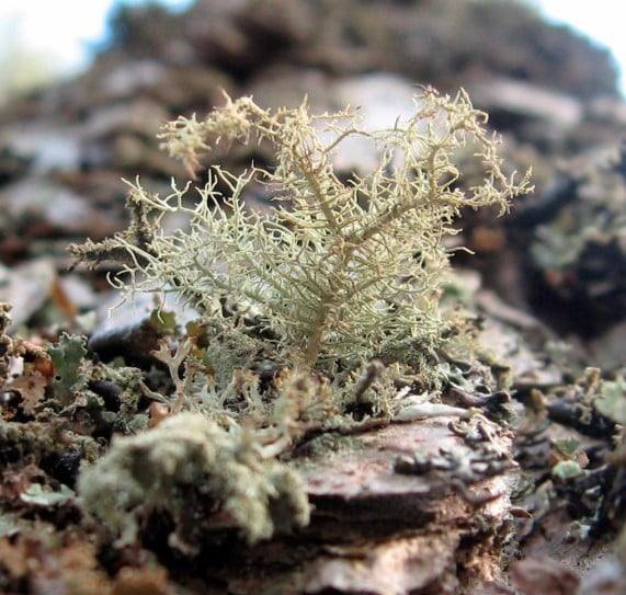 ilmanlaadun bioindikaattori