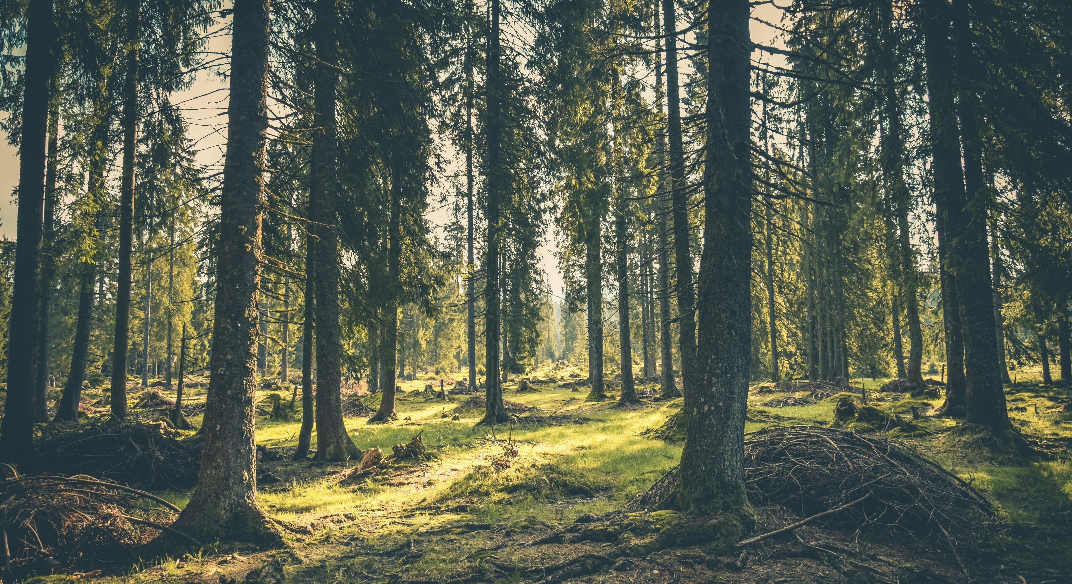 Vanhaa metsää – jäkälien ja sammalten elinympäristöä