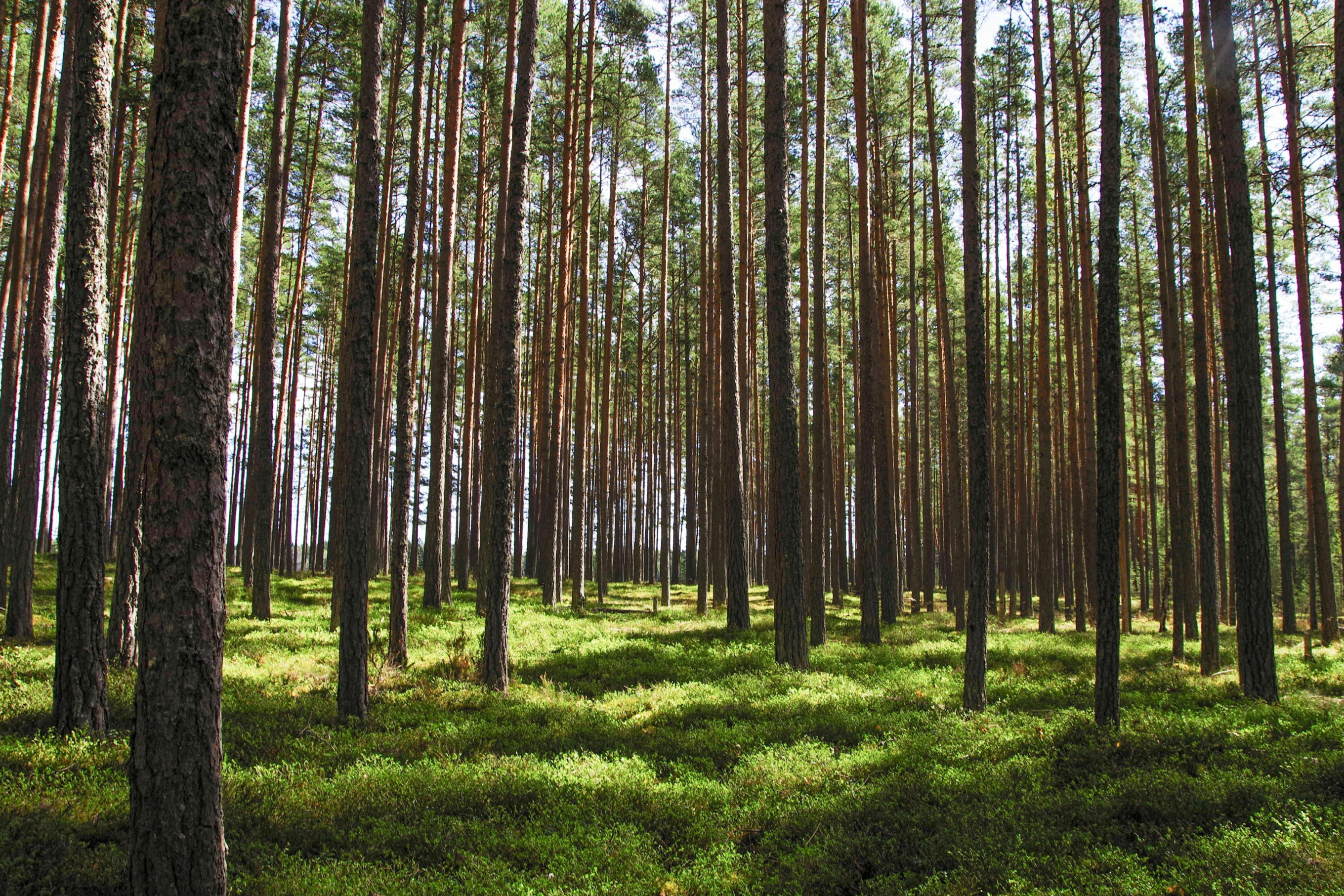 Mäntyjen runkoja, epifyyttijäkälien kasvualustaa