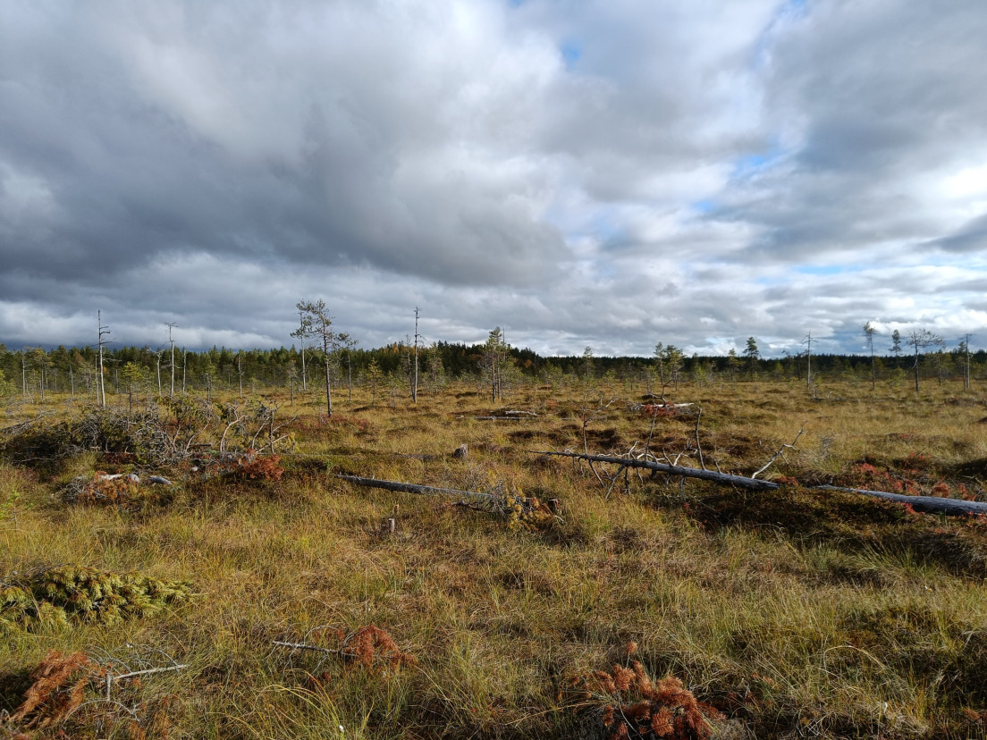 Kasvillisuusselvitys